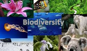 biodiversity preservation