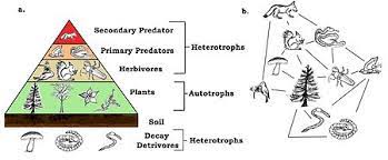 ecology