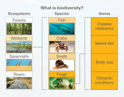 ecosystem biodiversity examples