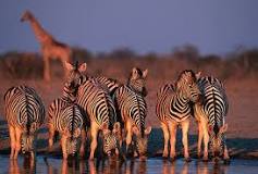 savanna biodiversity