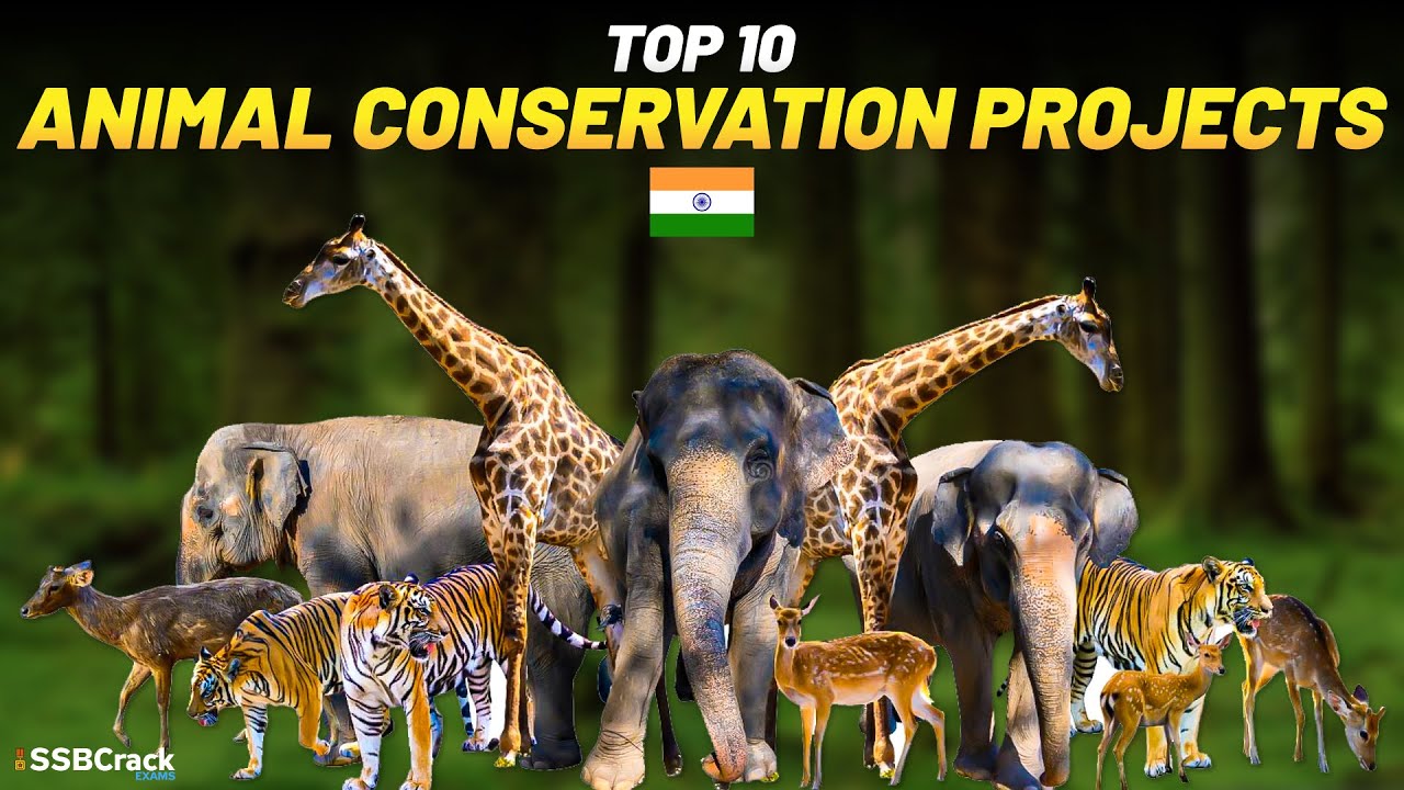 conservation animal projects