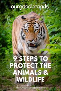 best way to preserve the wildlife is