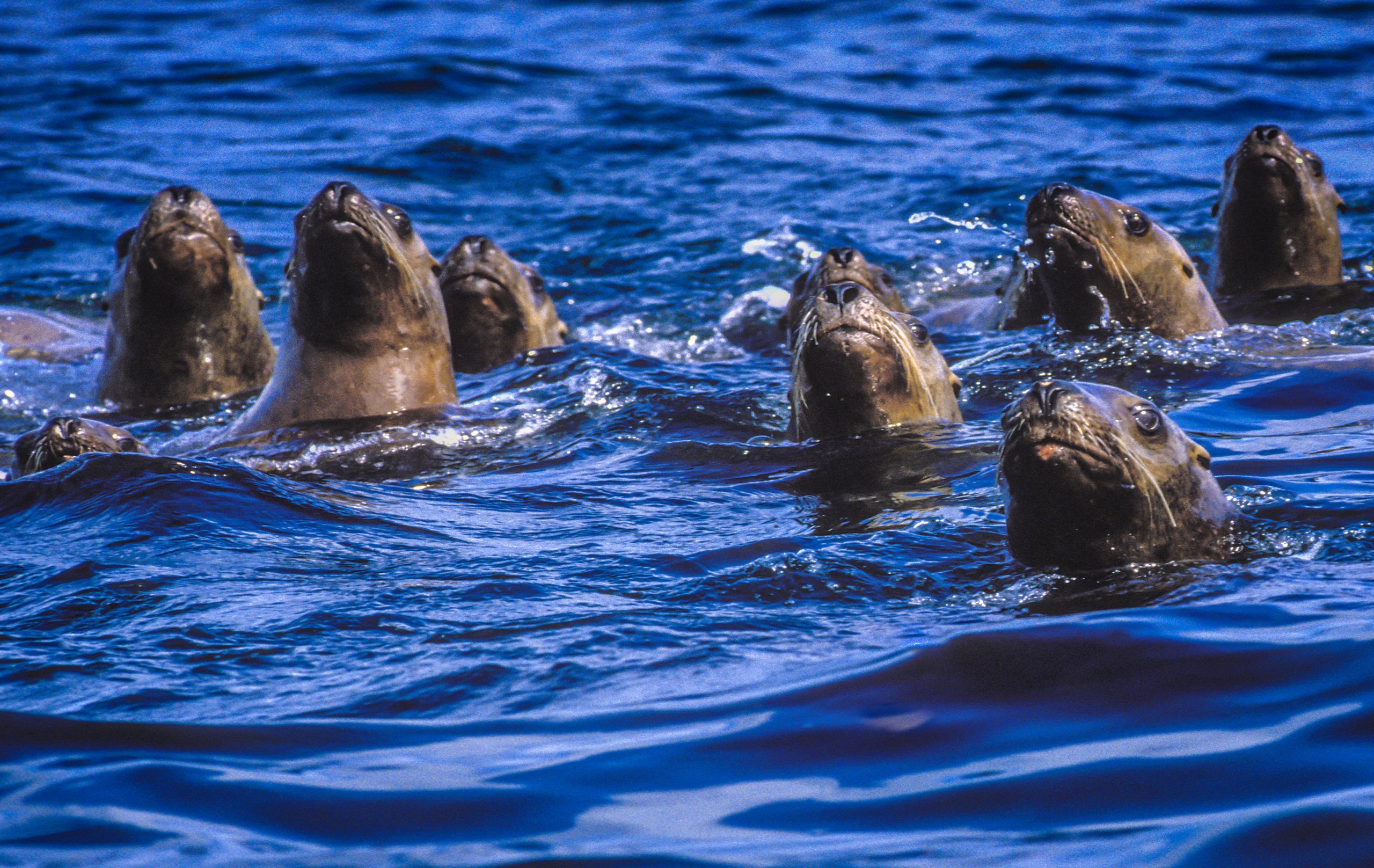 wildlife and marine conservation