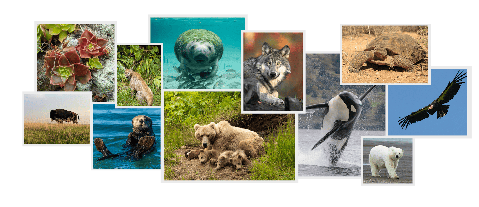 biodiversity conservation of fauna