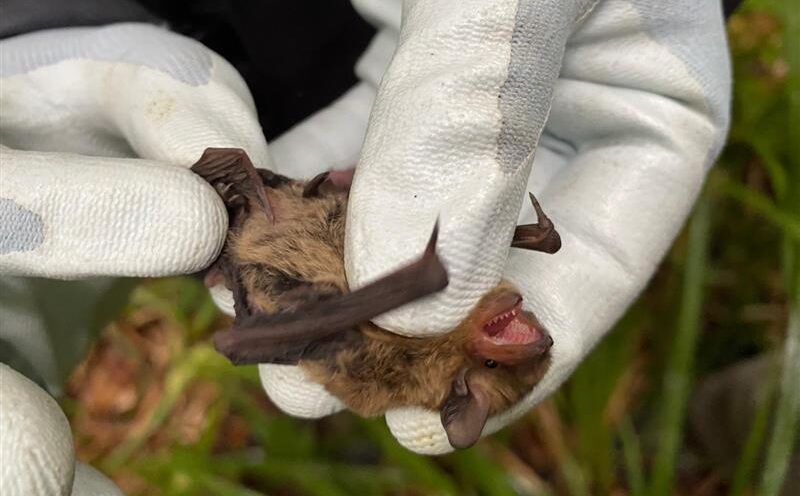 wildlife and countryside act 1981 bats