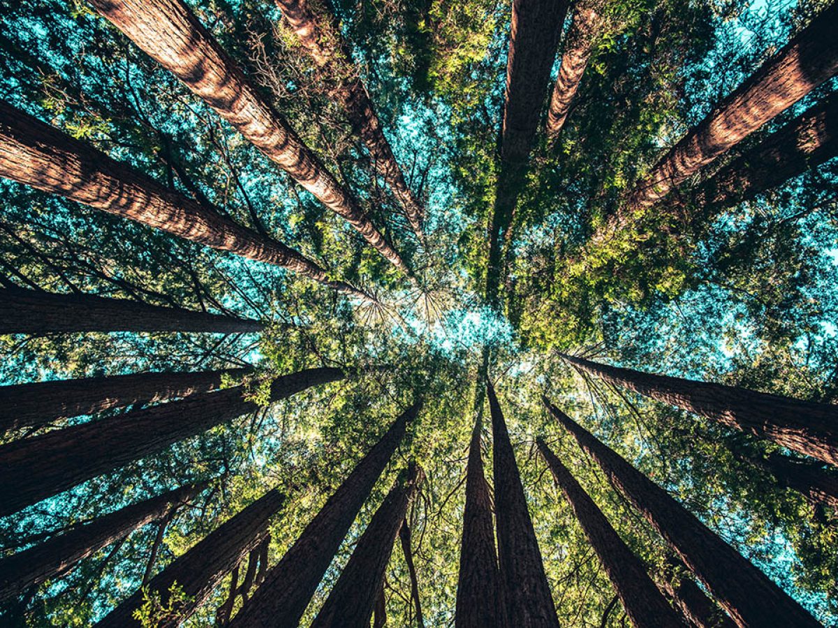 preserving biodiversity by protecting forest