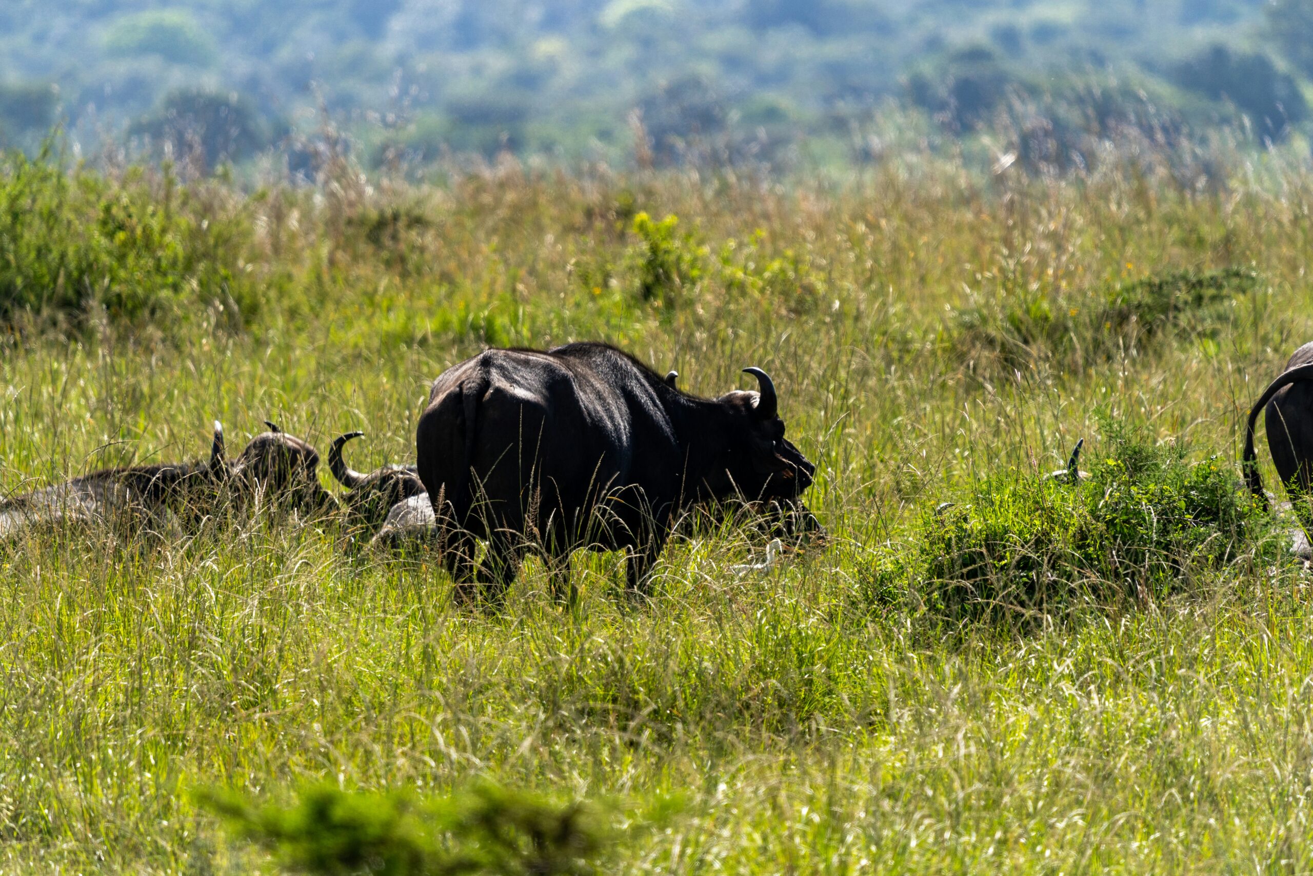 preserving wildlife habitat