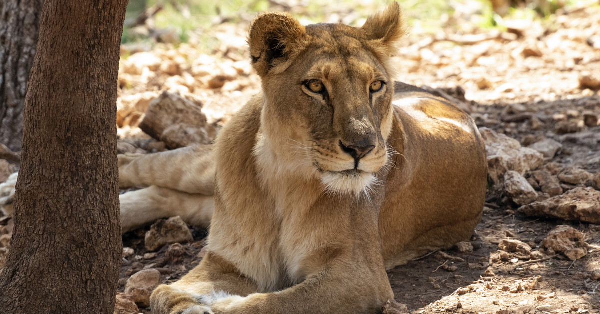 projects to save endangered animals