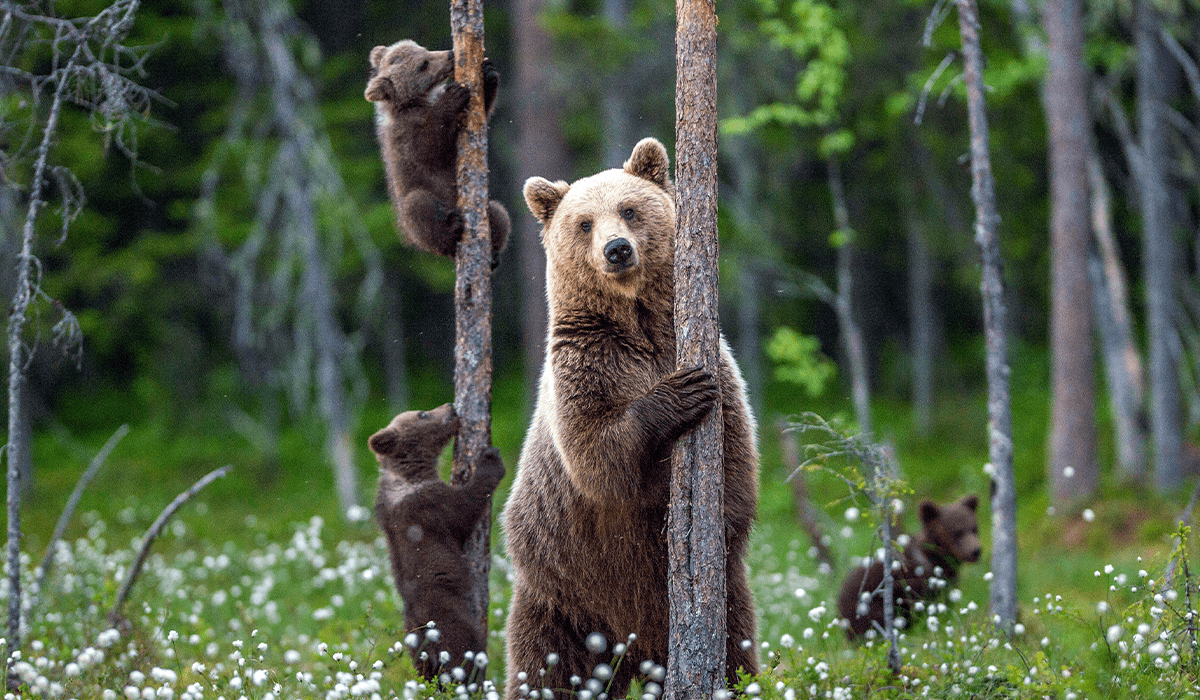 save wildlife and environment